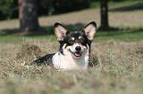 CORGI PEMBROKE 249